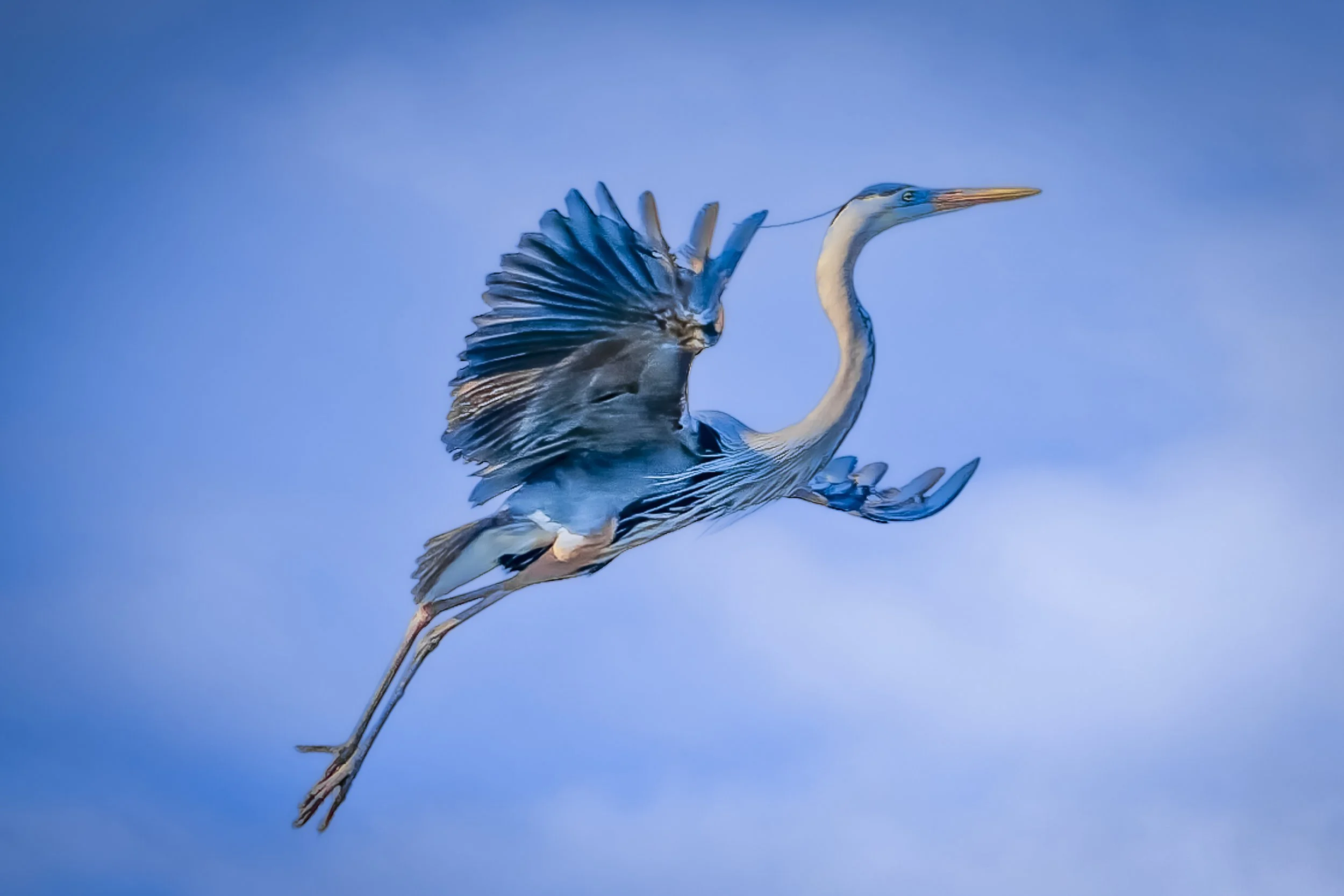 Blue Heron in Flight