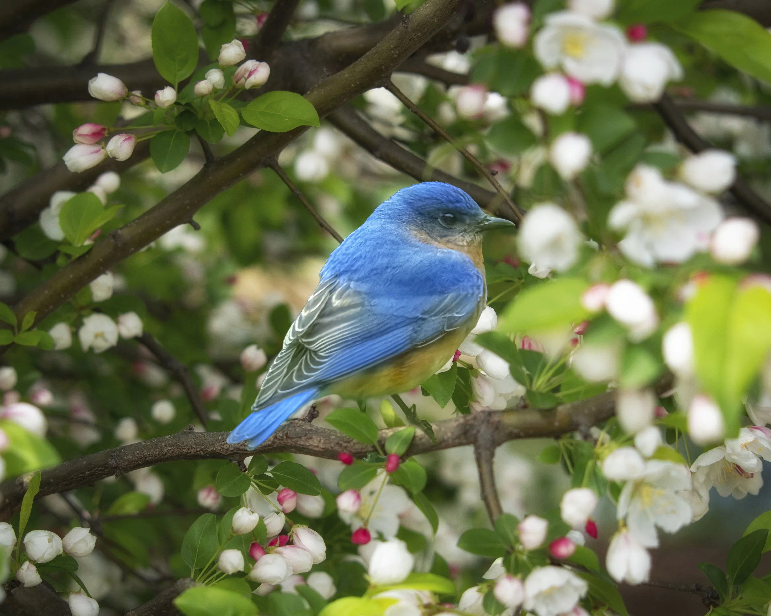 Eastern Bluebird Flowering Tree