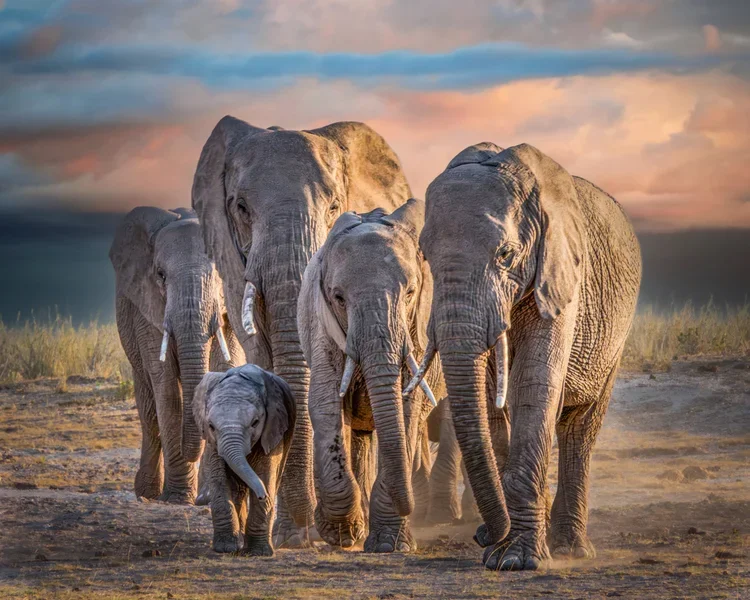 Elephant+Family+Coming+Home-.webp