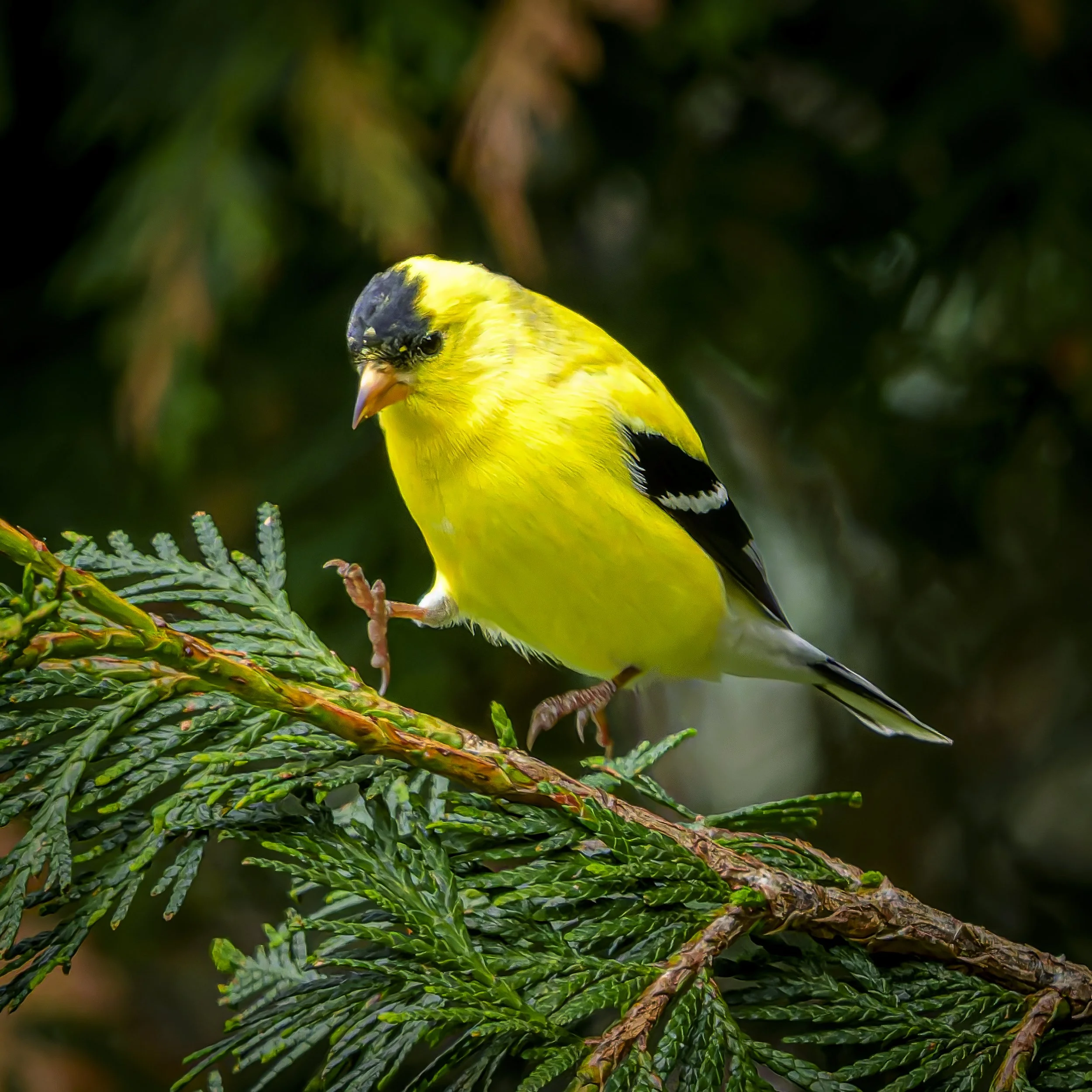 Jumping Goldfinch