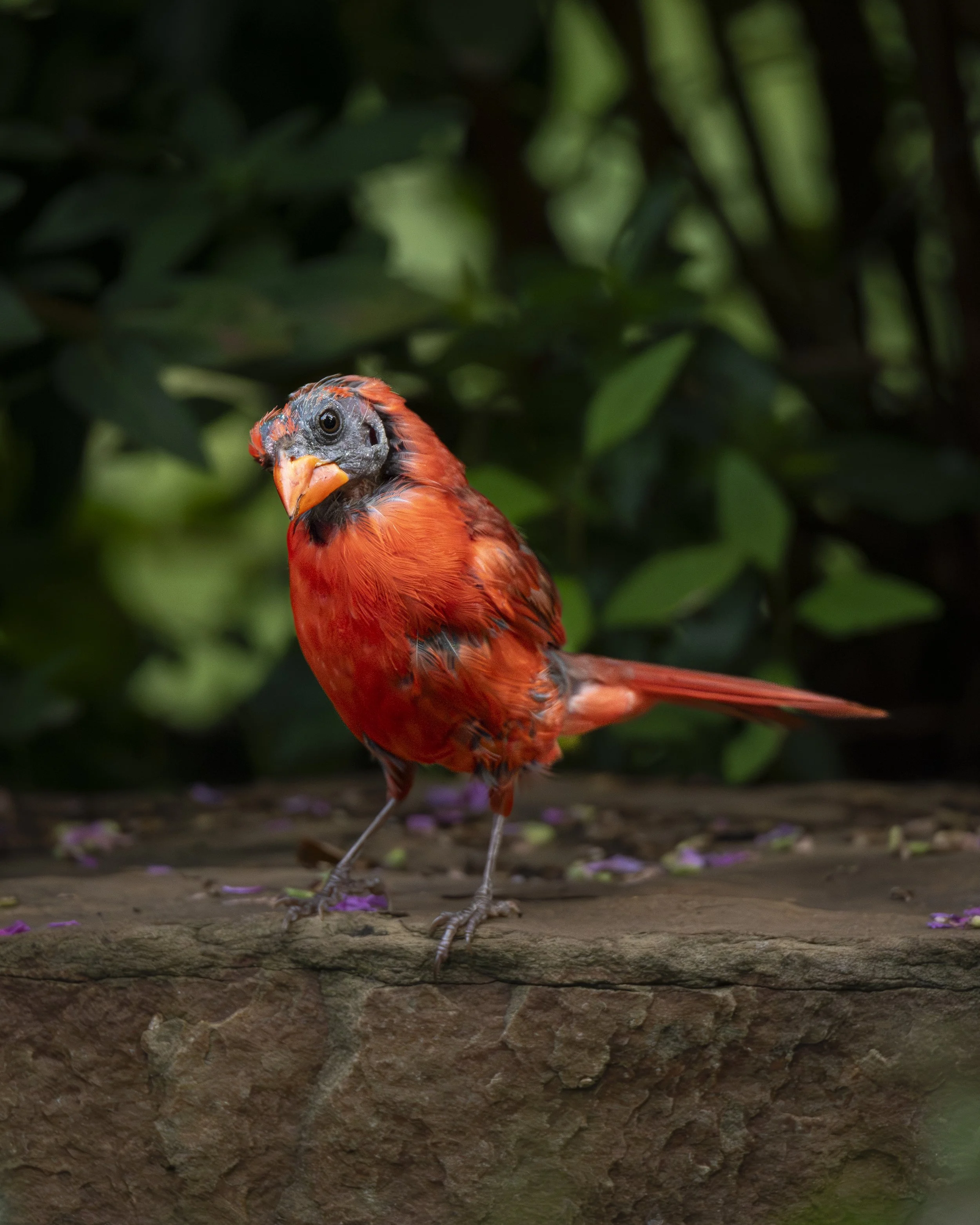 Curious Cardinal