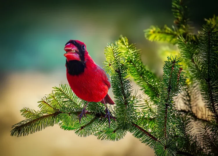 Cardinal+in+Fir+Tree-.webp
