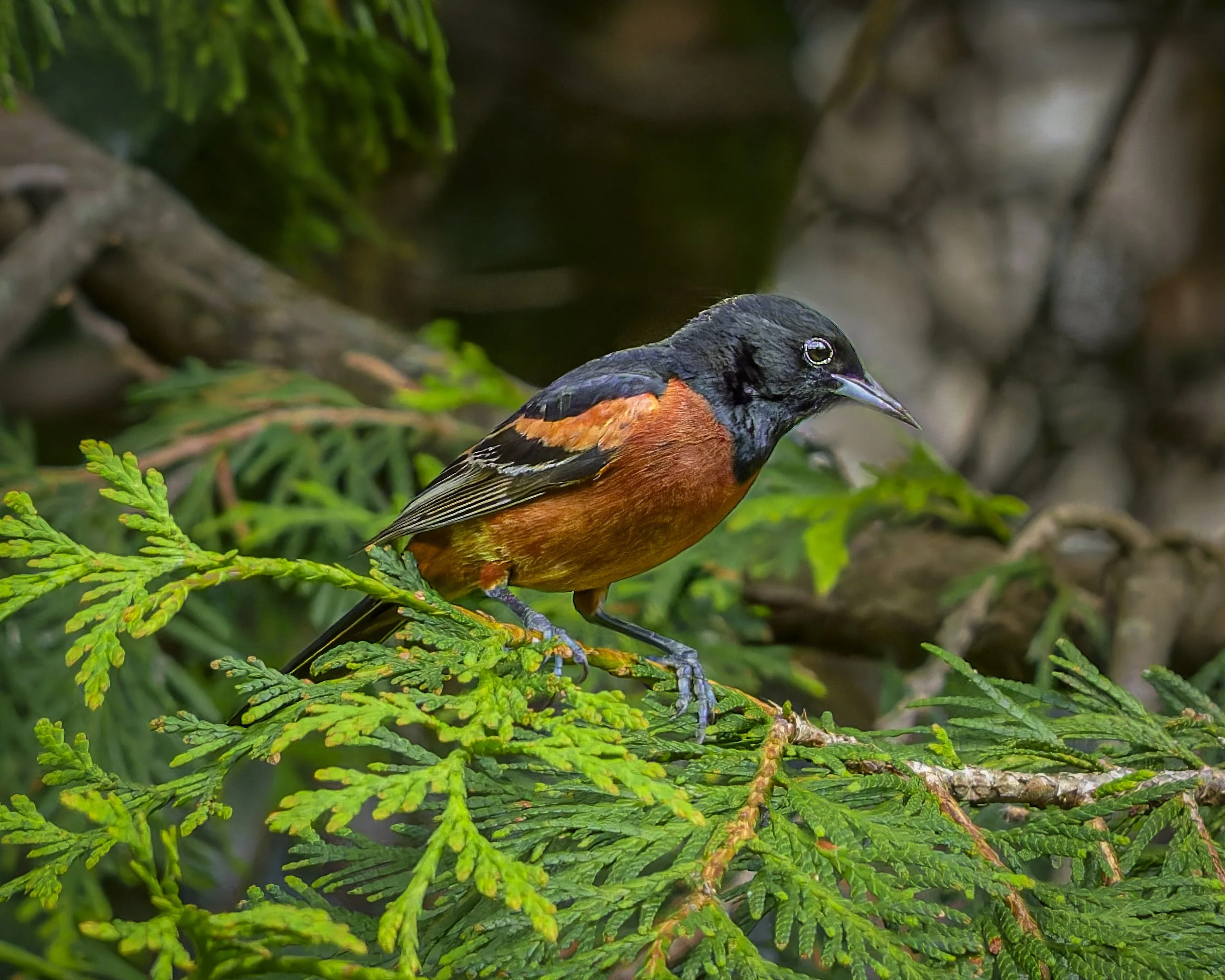Orchard Oriole