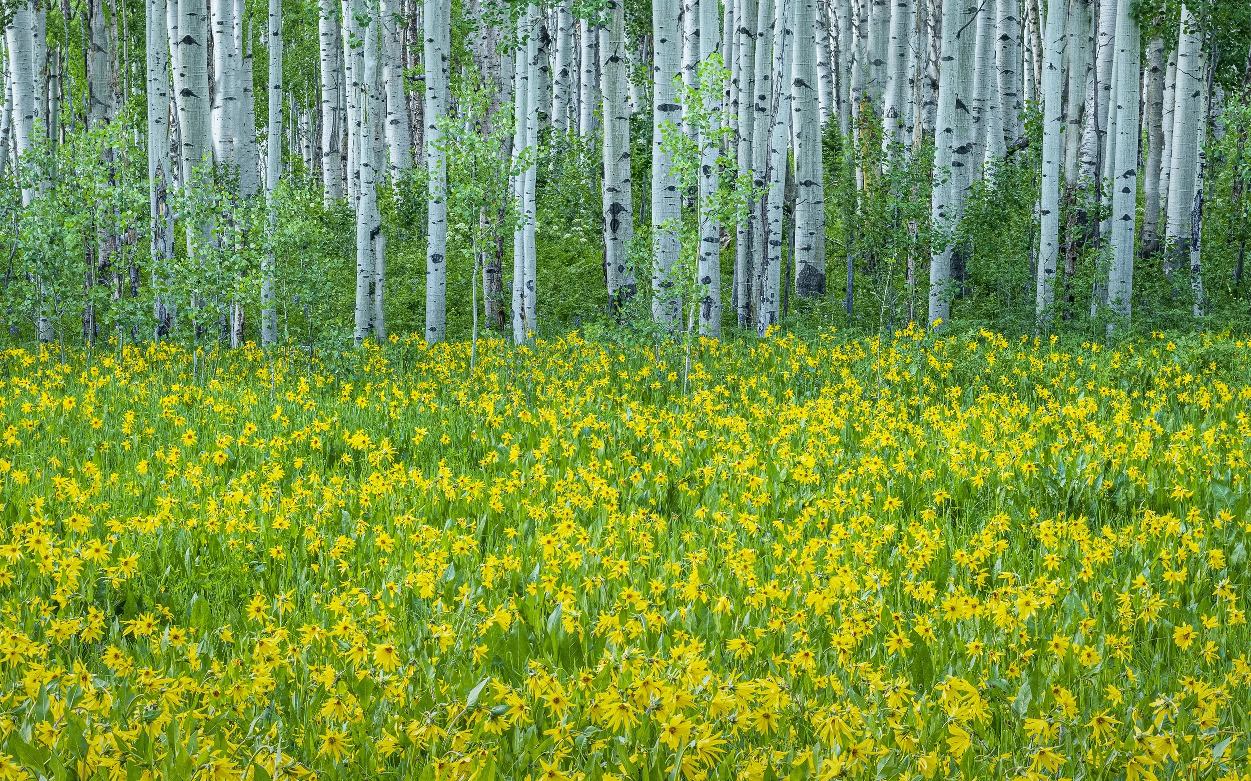 Aspens