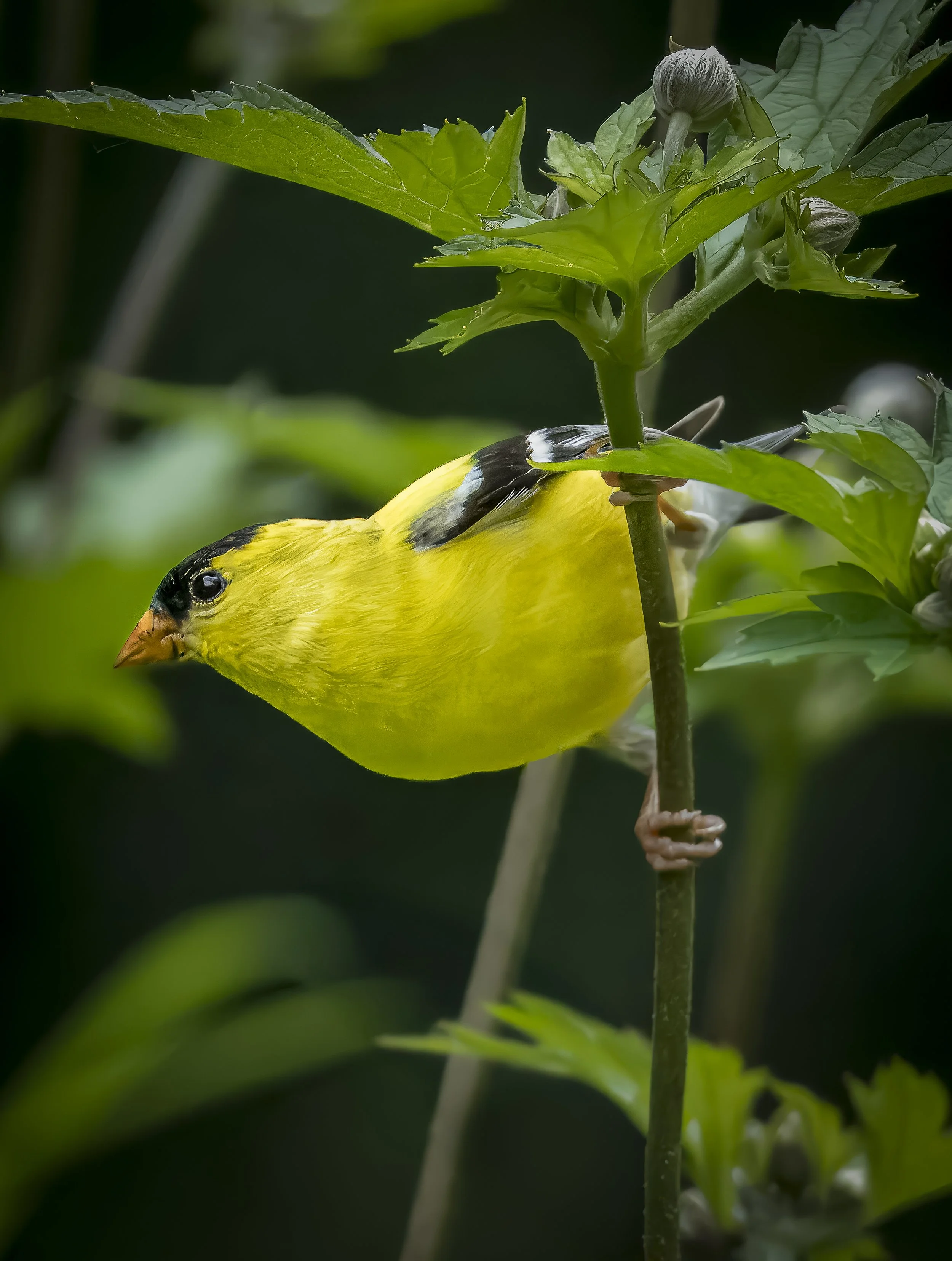 Goldfinch on Plant Portrait