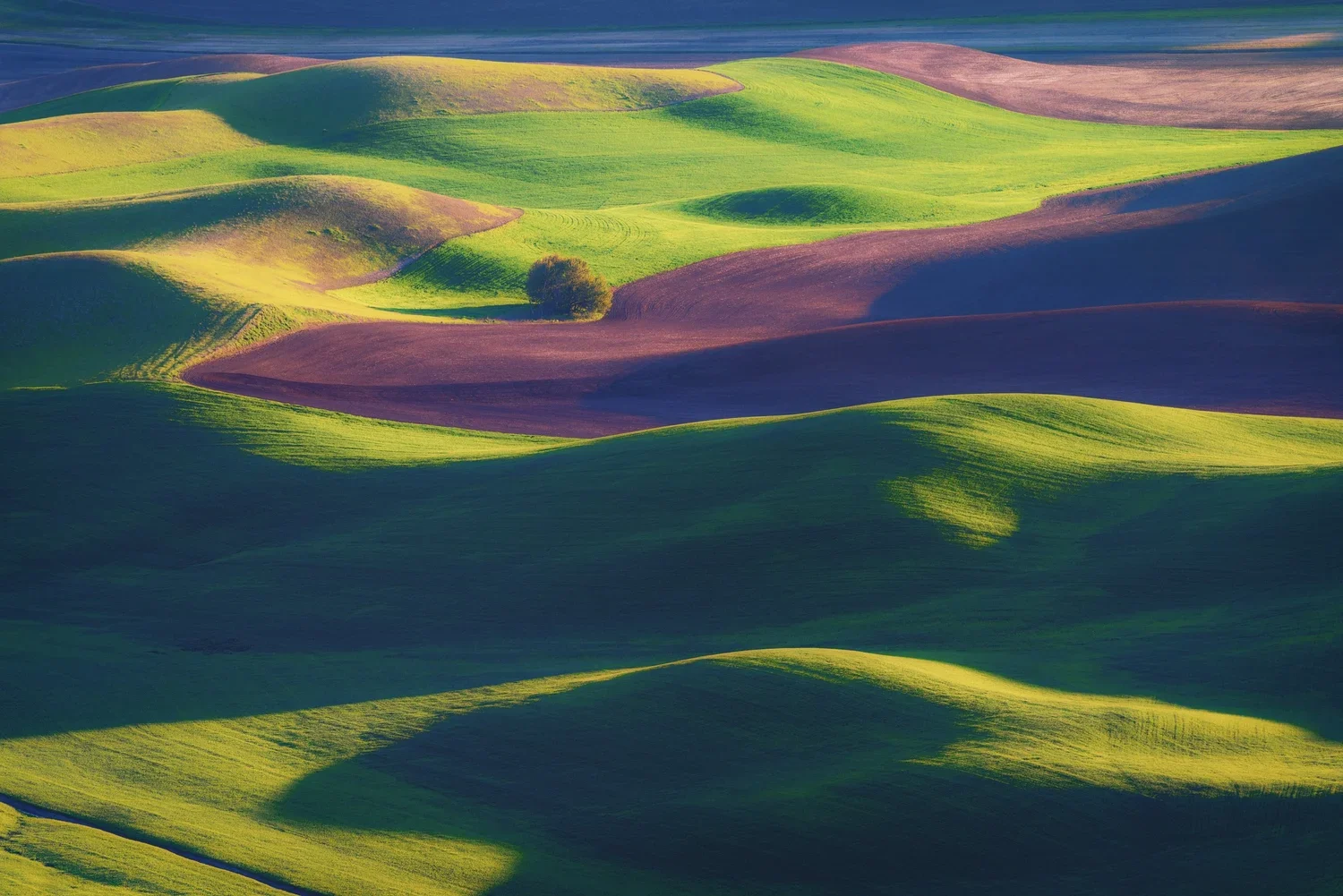 Palouse+Tree-.webp