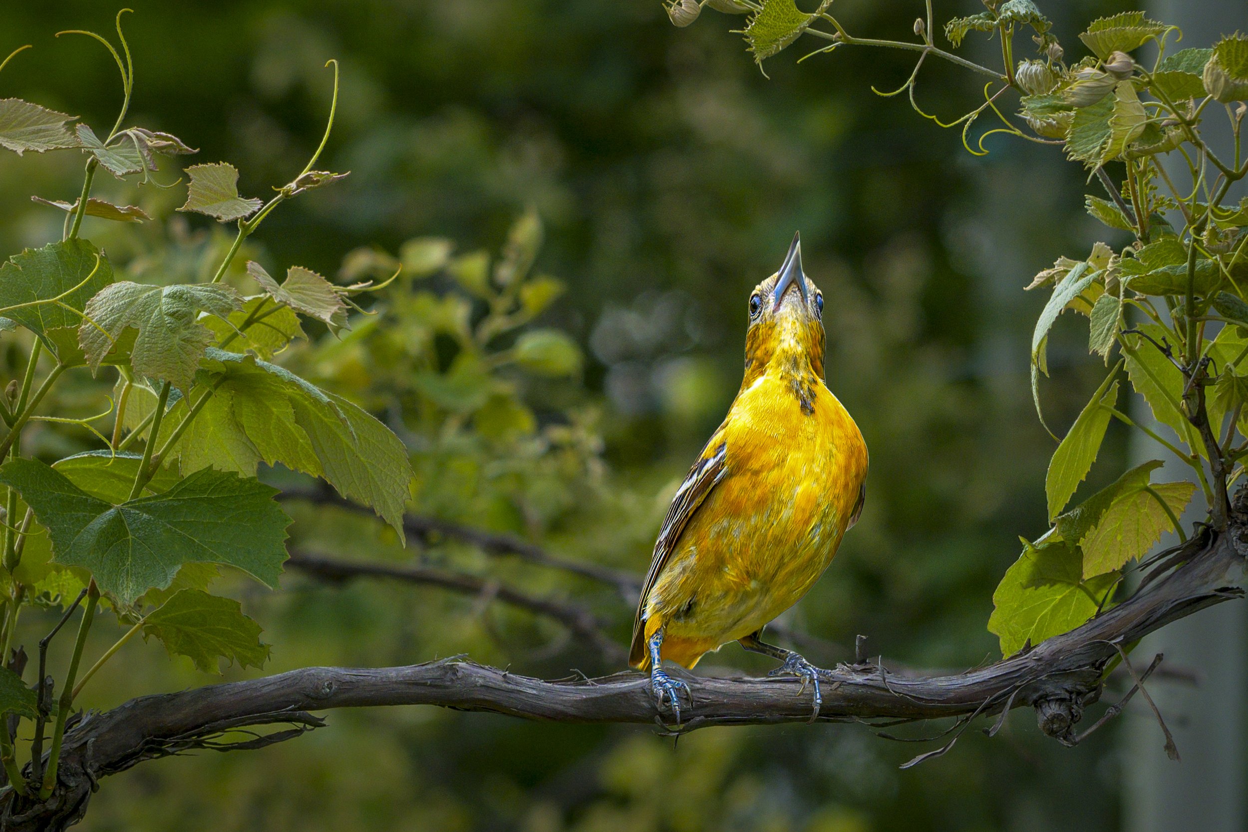 Baltimore Oriole Looking to the Sky