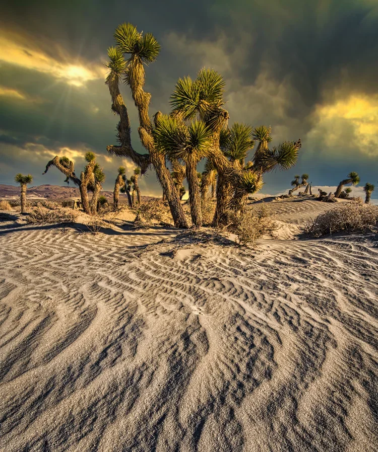 Joshua+Tree+Drama-.webp