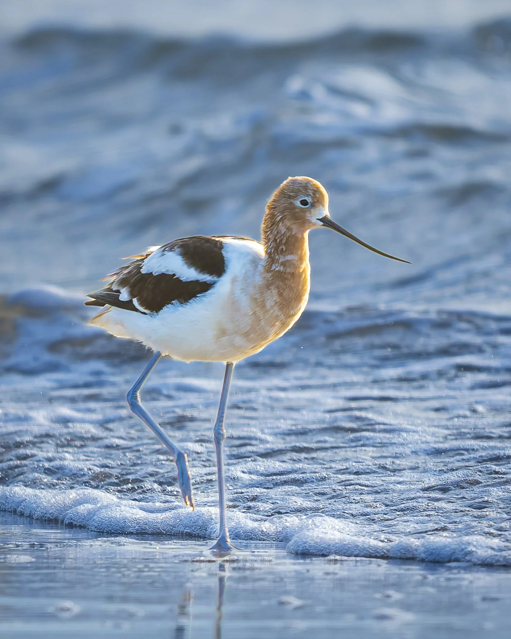 American Avocet