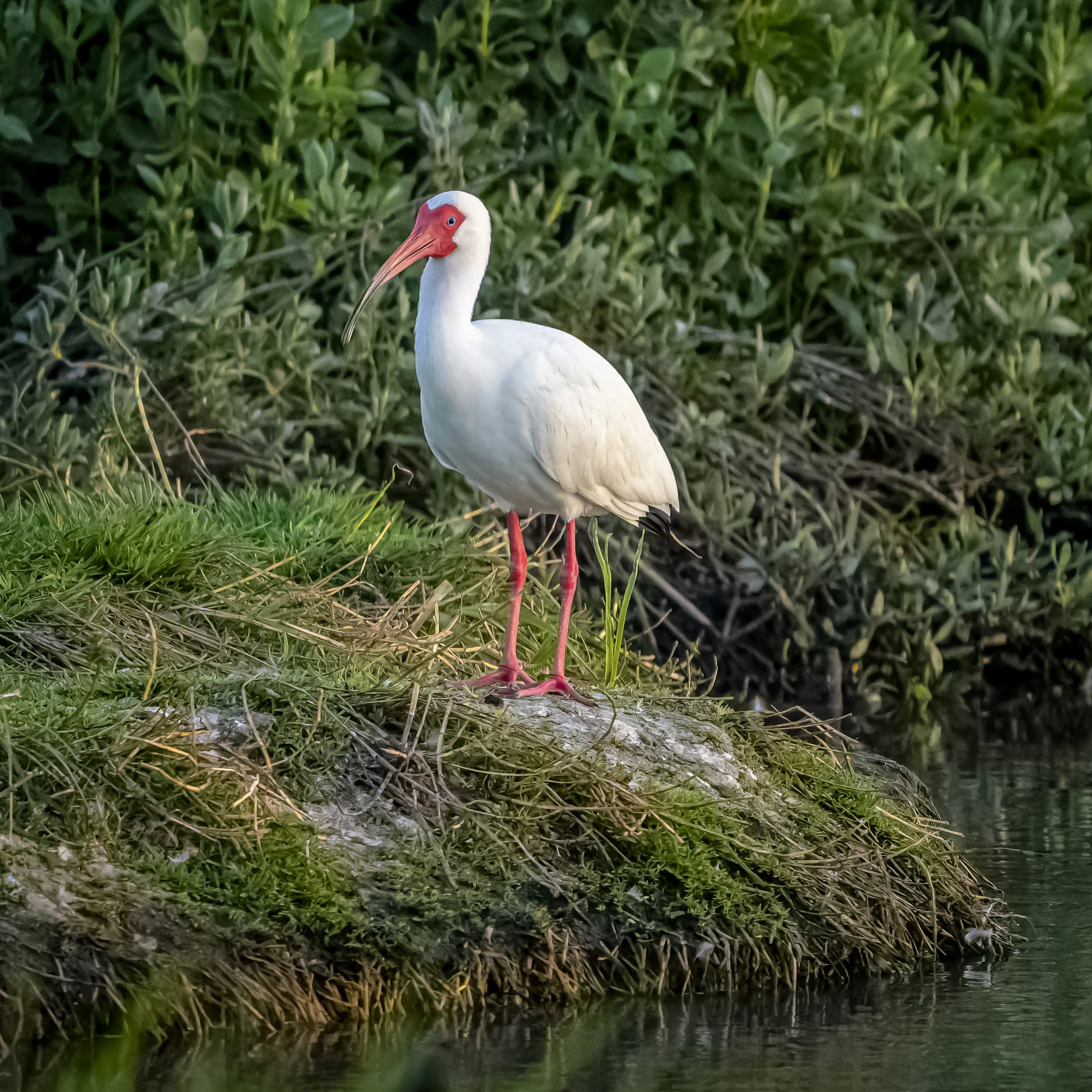 White Ibis