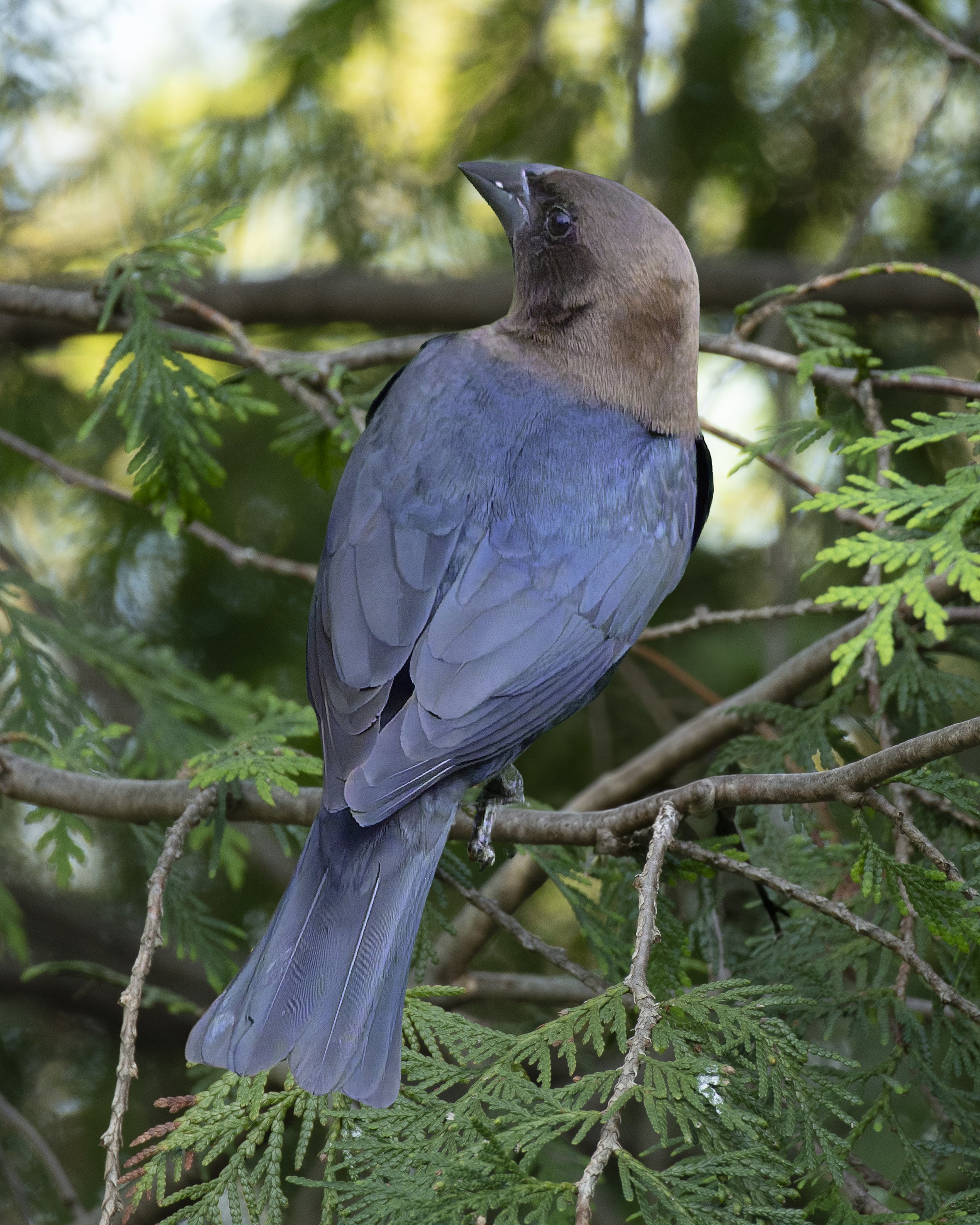Brown Headed Cowbird