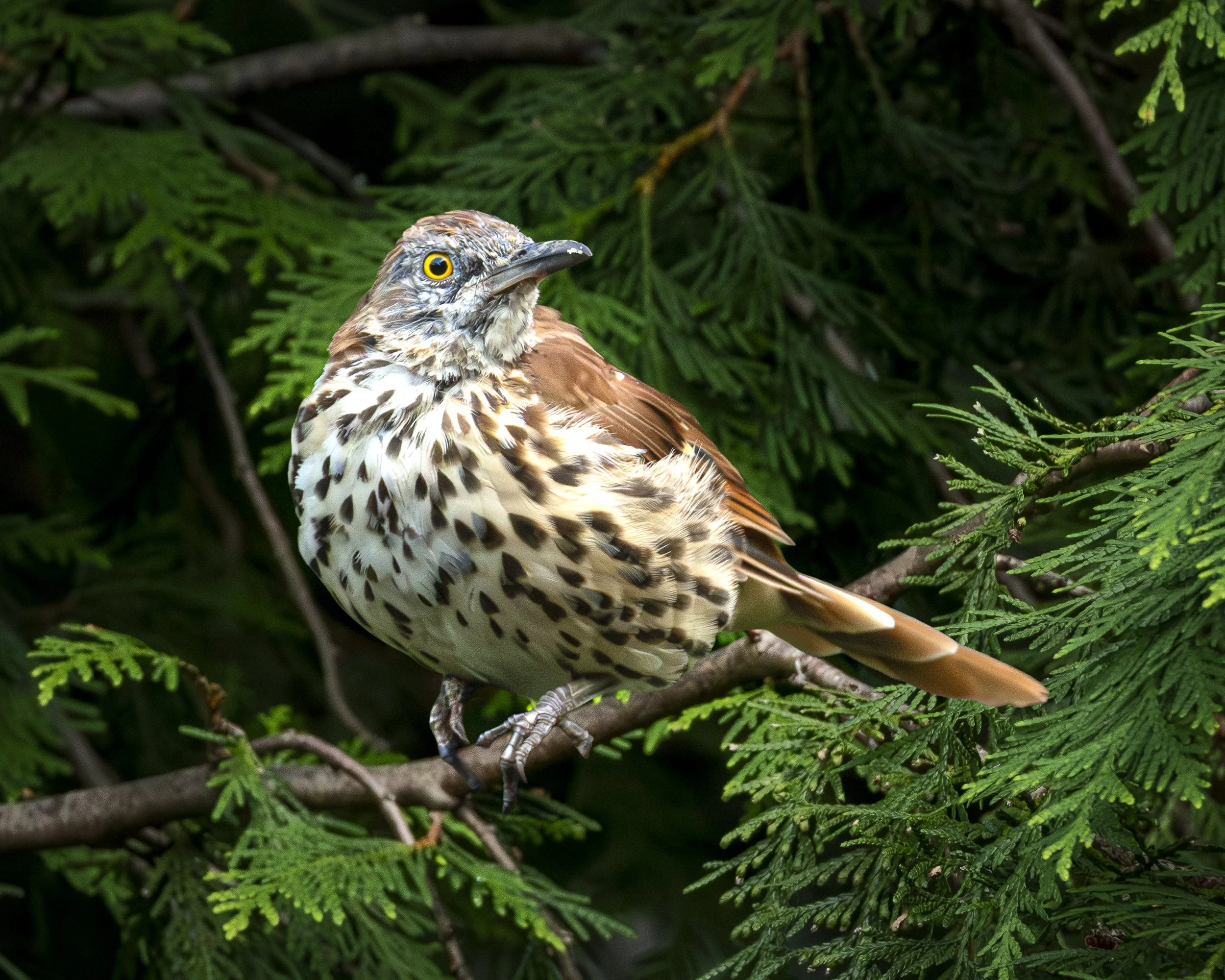 Brown Thrasher