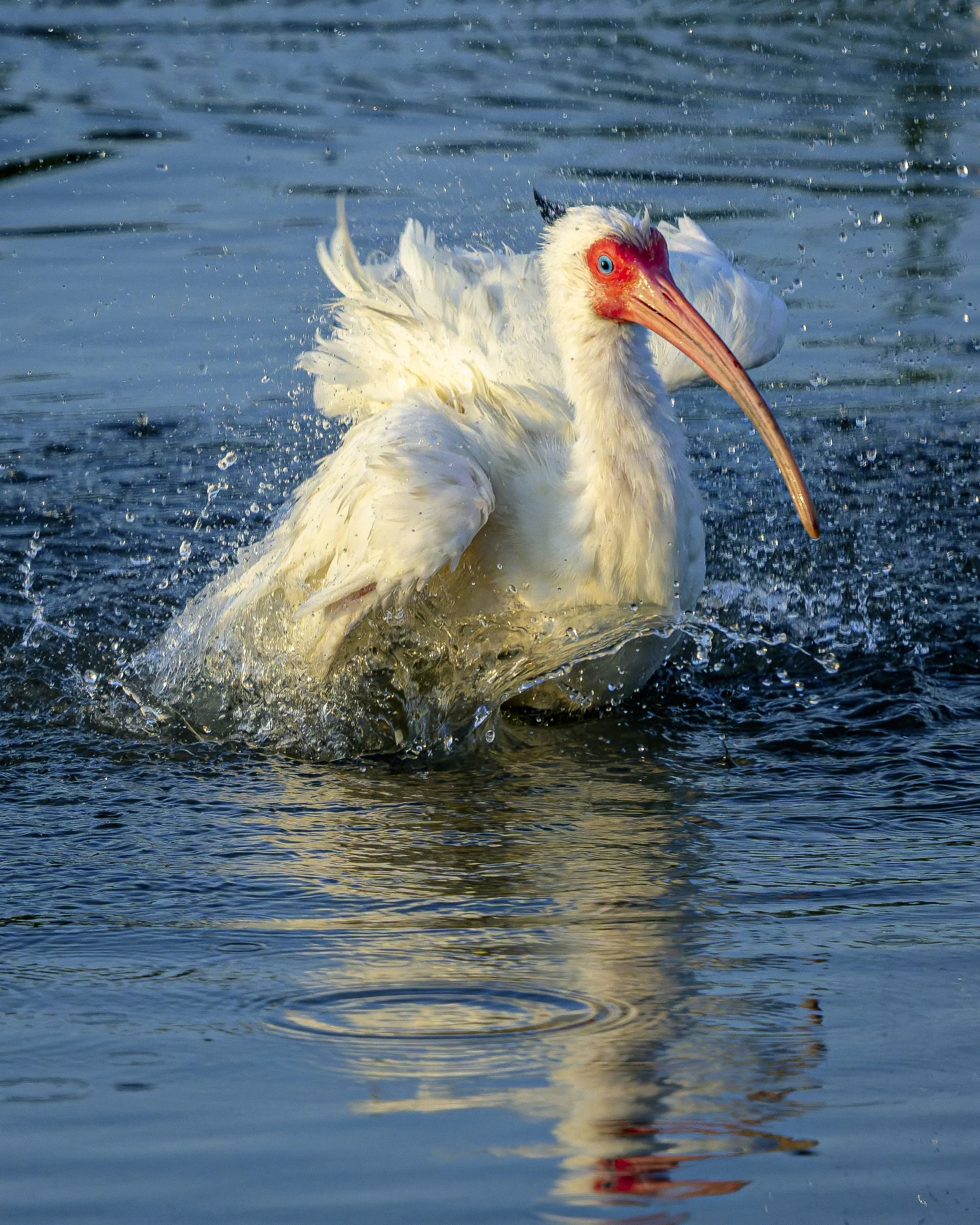 White Ibis Bath