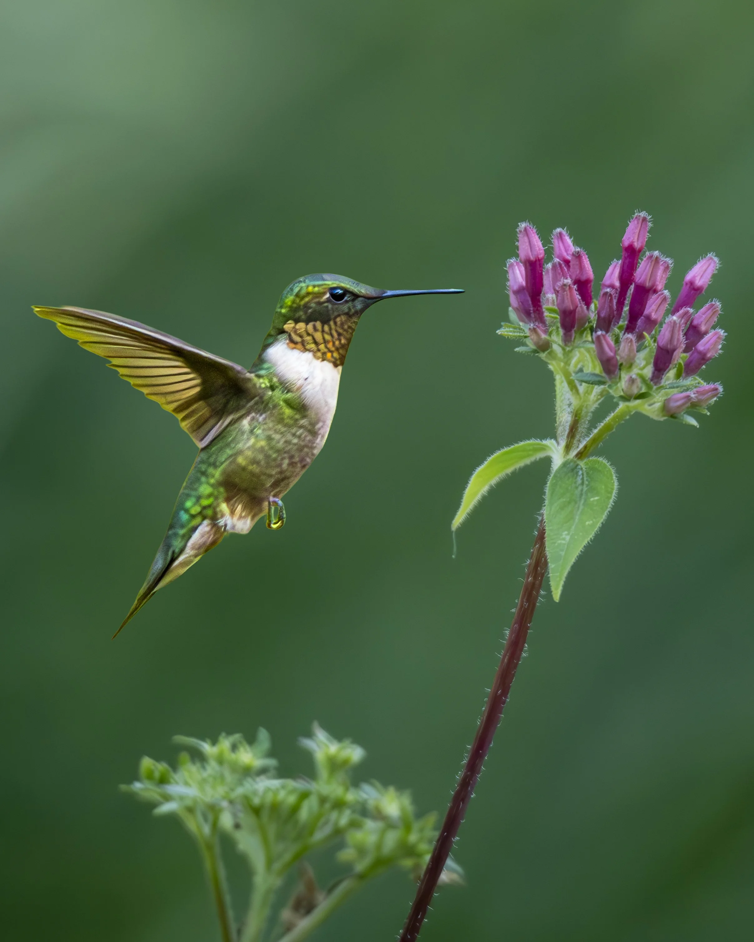 Hummingbird Portrait