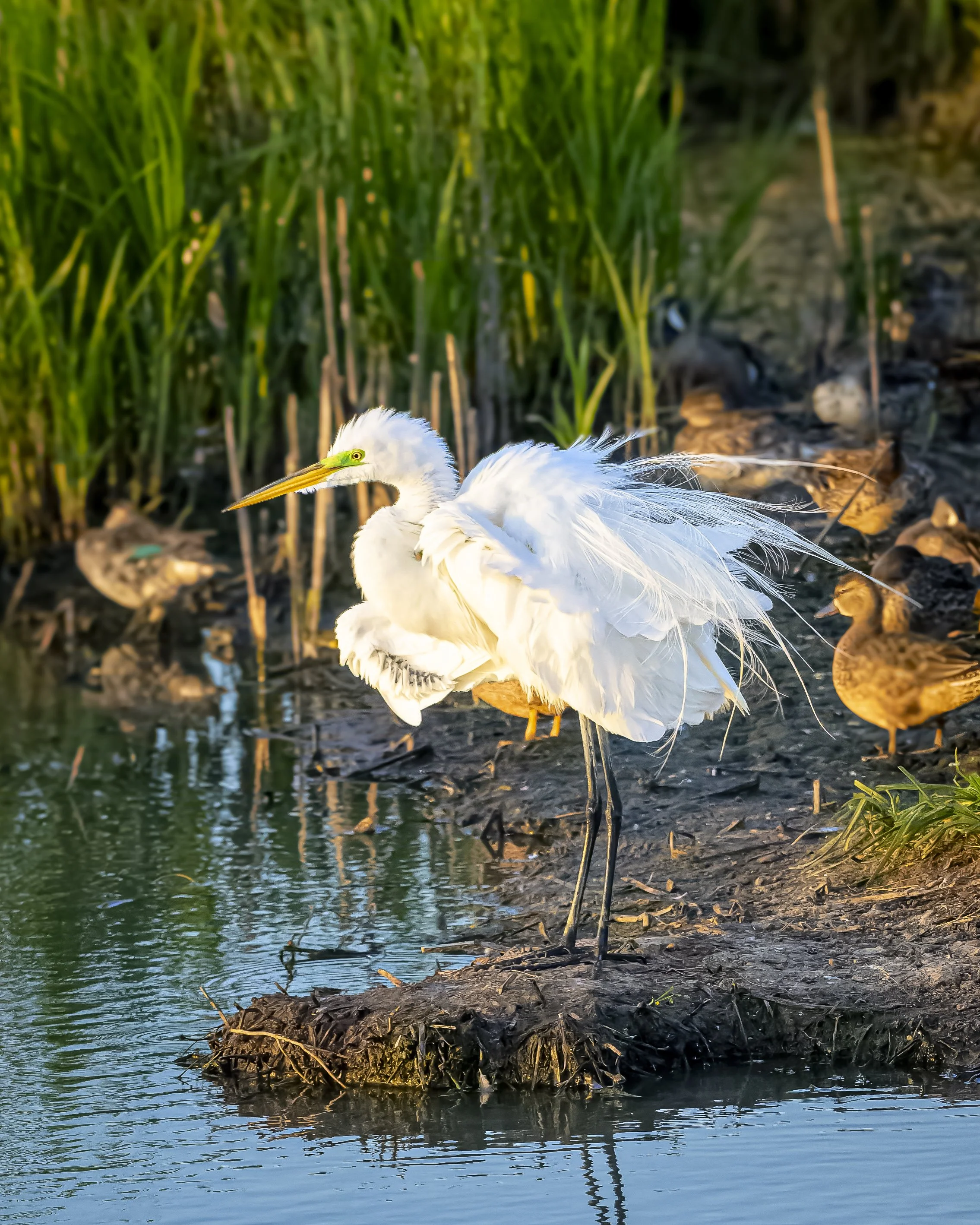 Great Egret and Green Wing Teal