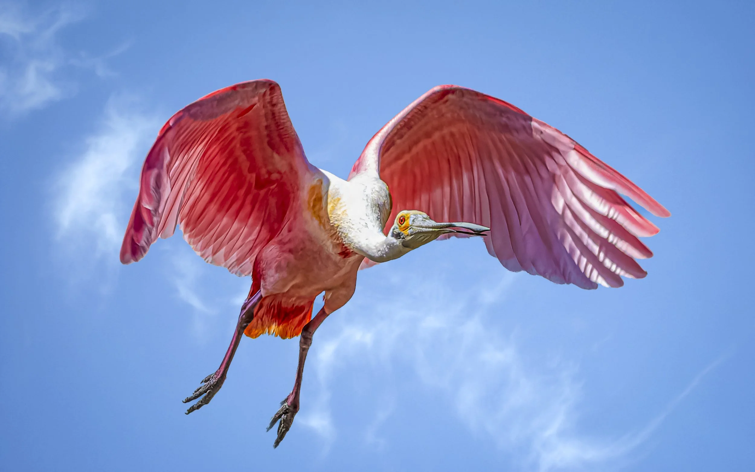 Roseate Spoonbill in Flight