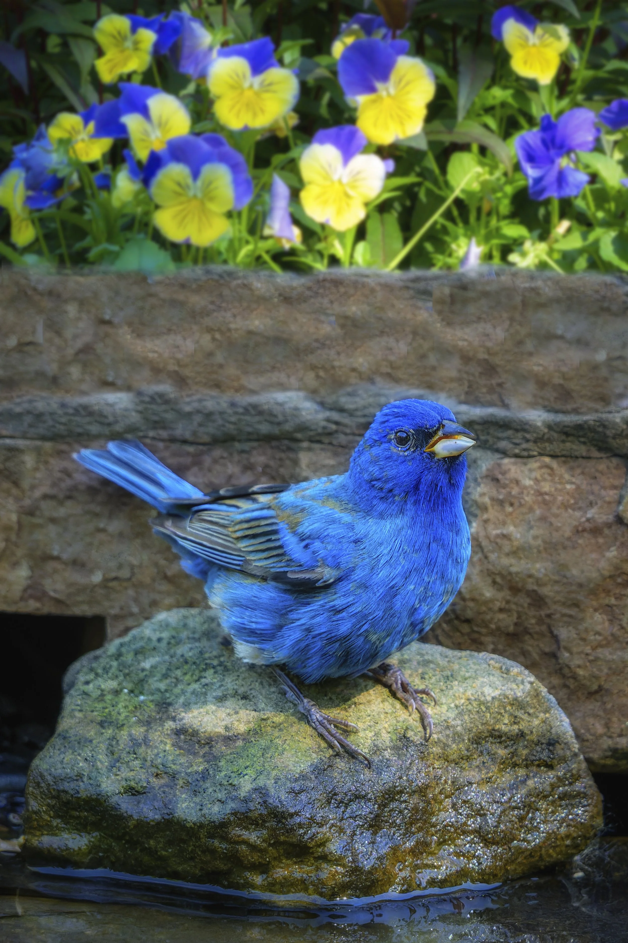 Indigo Bunting Flowers