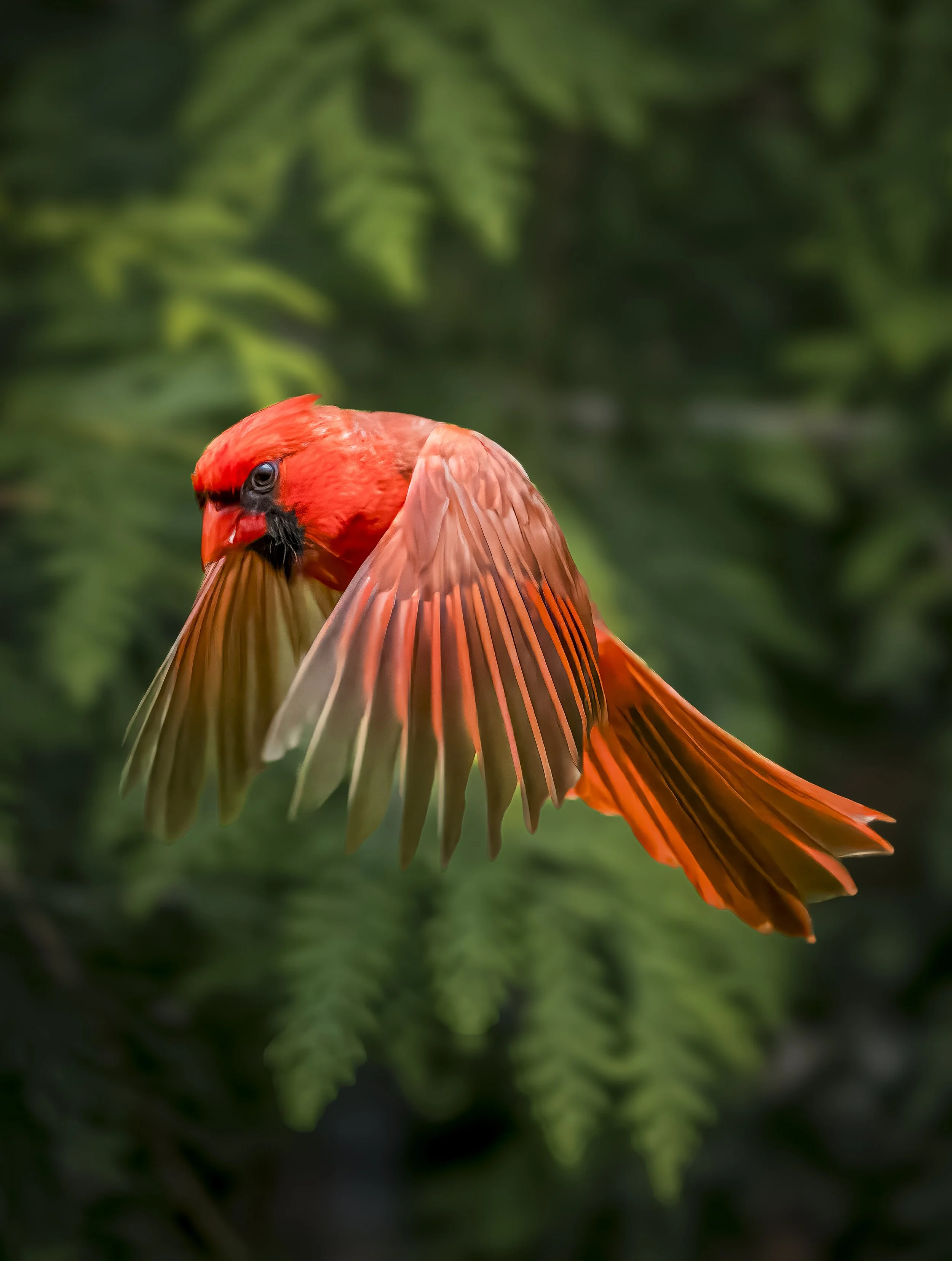 Cardinal in Flight