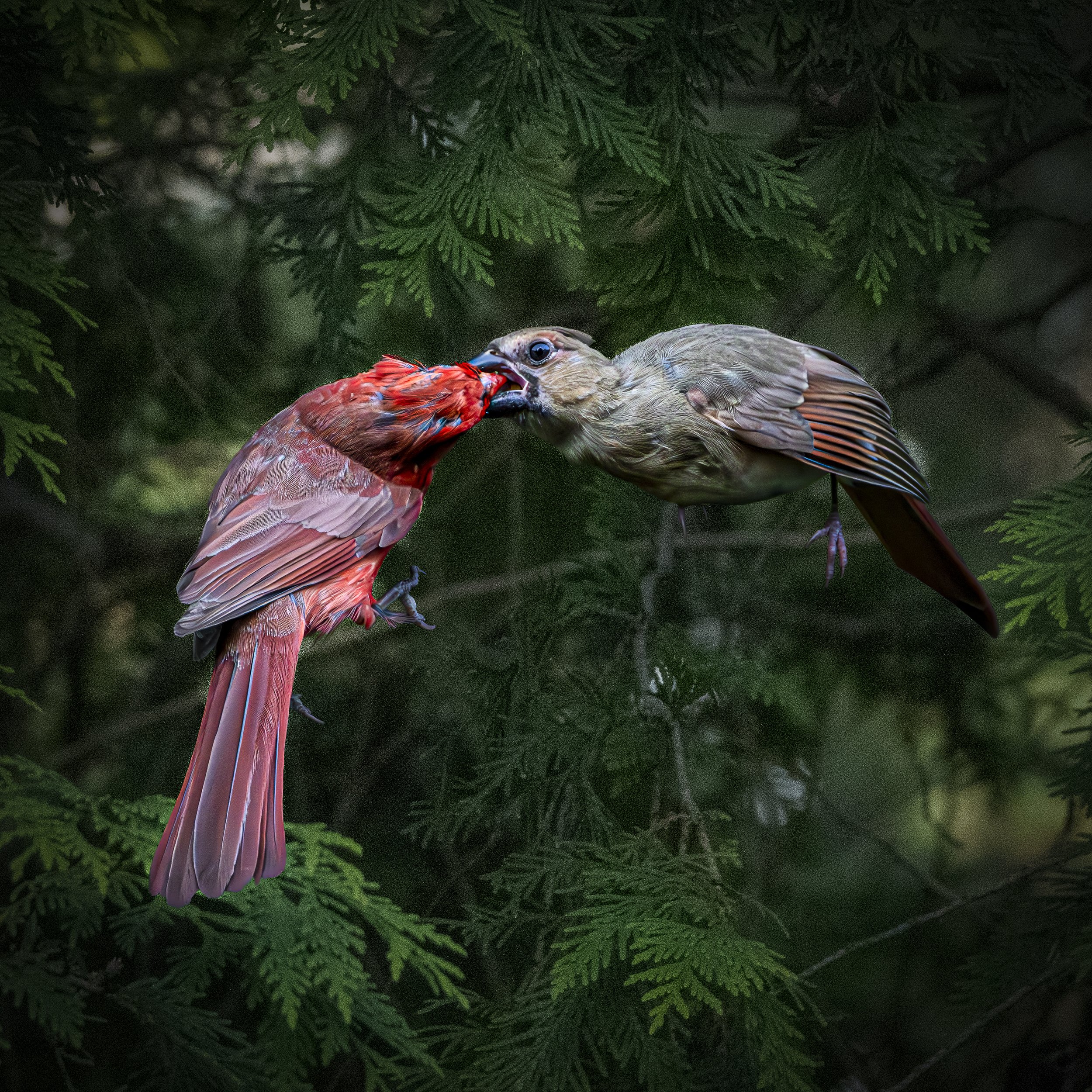 Cardinal Love