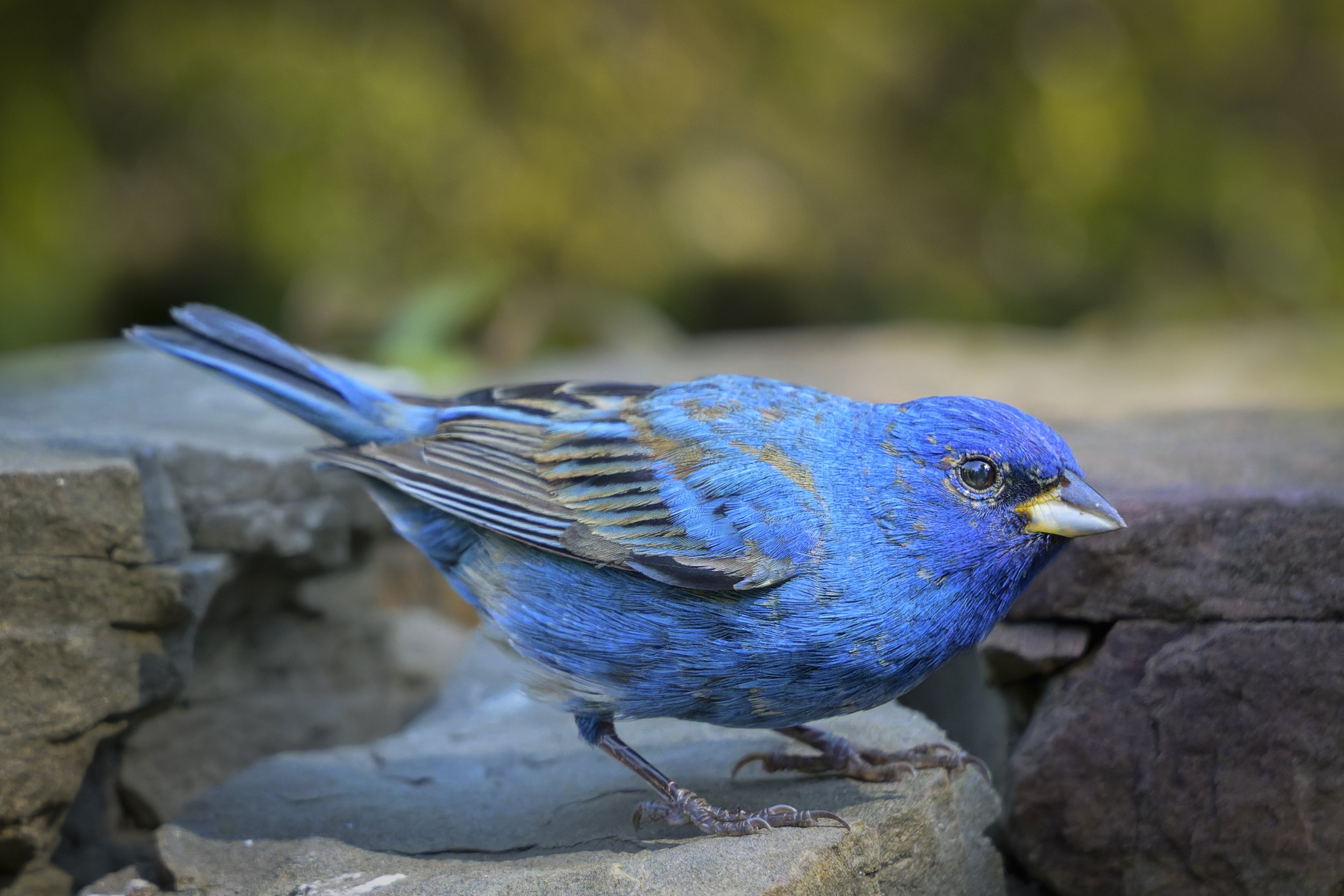 Indigo Bunting on Rock