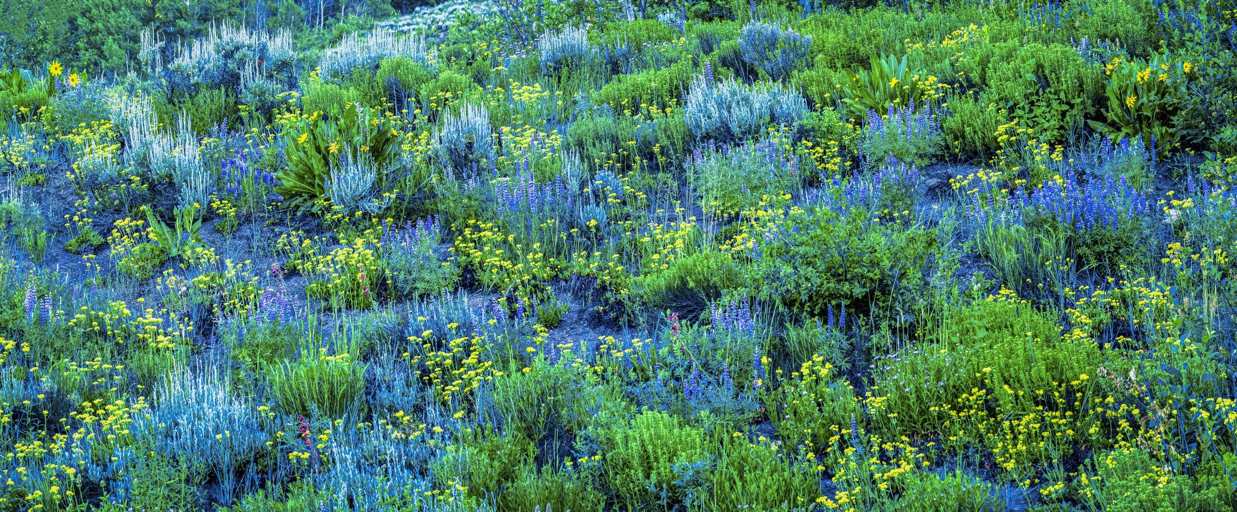 Blue, Green and Yellow