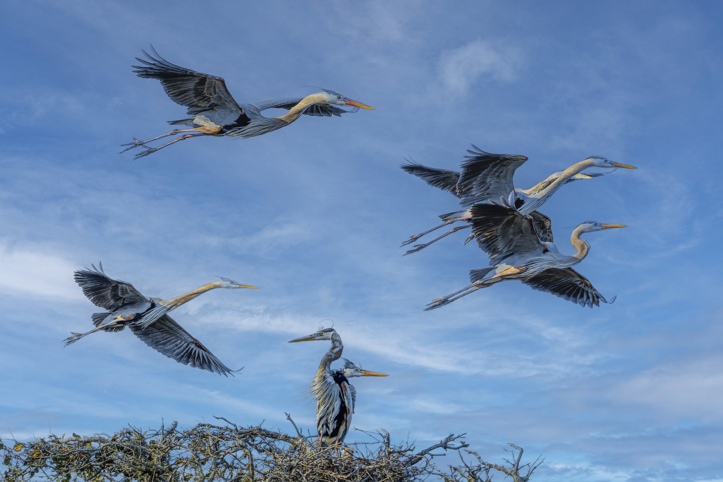 Great Blue Heron Flock