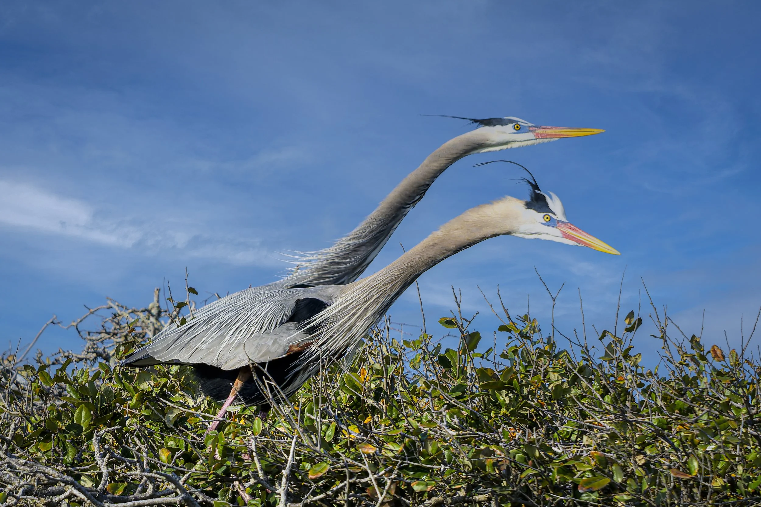 Great Blue Herons Looking