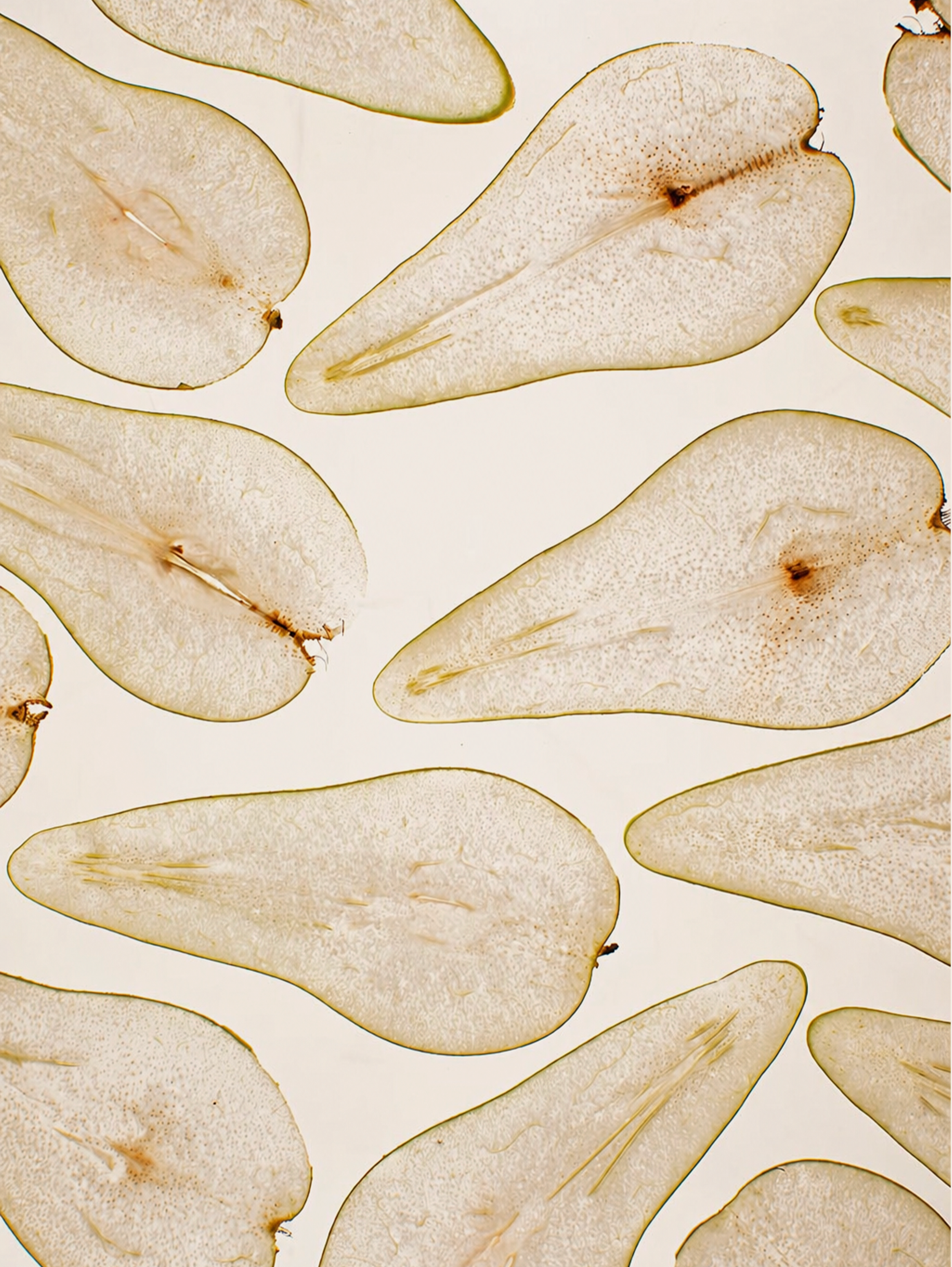 Portrait - Pear Slices.png