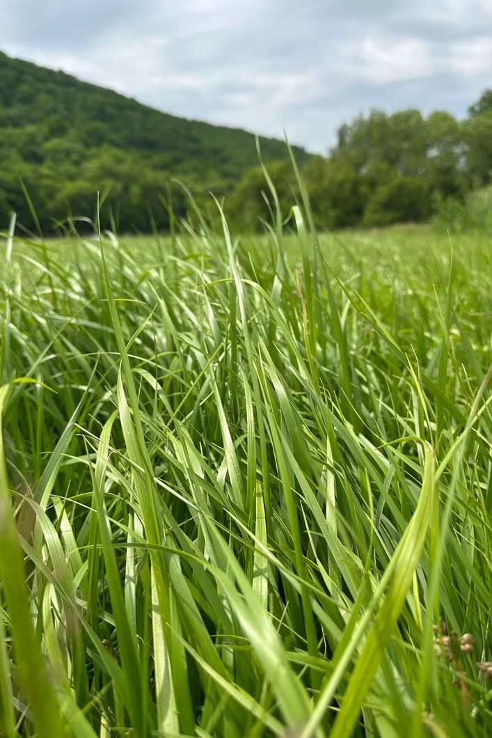 ANTHOXANTHUM-HIRTUM-SWEET-GRASS-FIELD.jpg