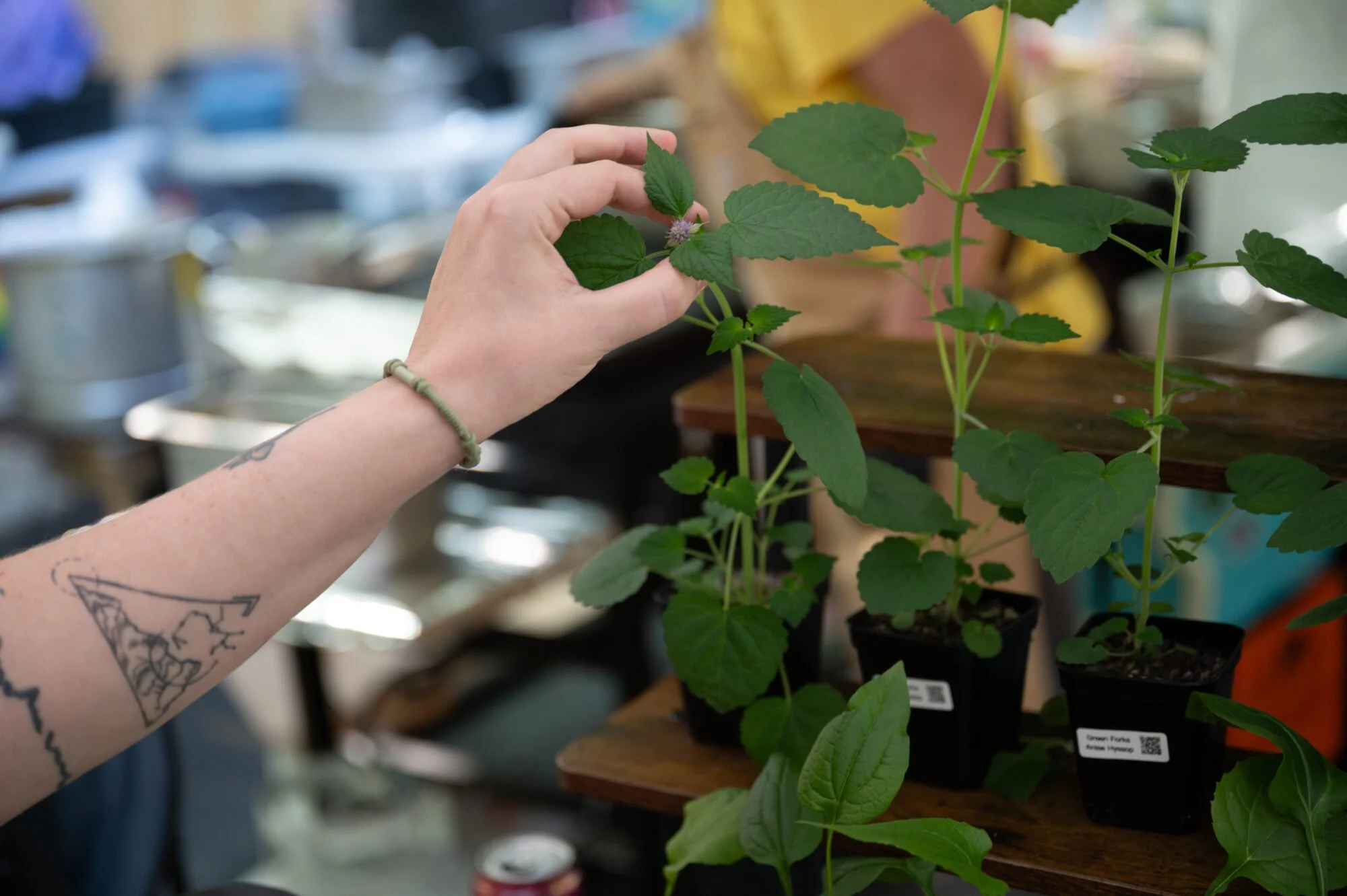 Interest in planting native species blooms in Greater Pittsburgh