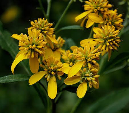 Wingstem (Verbesina alternifolia)