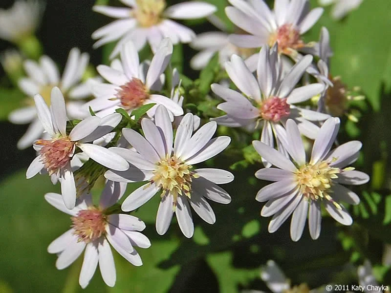 symphyotrichum-drummondii-drummonds-aster_0913_171425.jpg