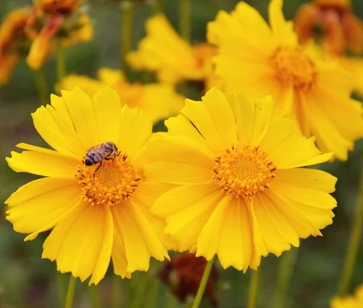 Lanceleaf Coreopsis (Coreopsis lanceolata)