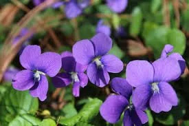 Blue Violet (Viola Sororia)