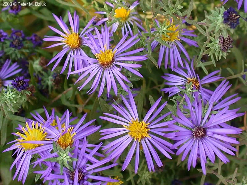 Aromatic Aster (Symphyotrichum oblongifolium)