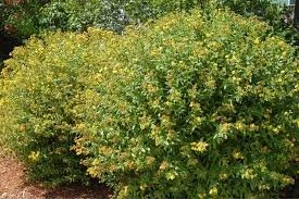 St. John's Wort, Shrubby (Hypericum prolificum)