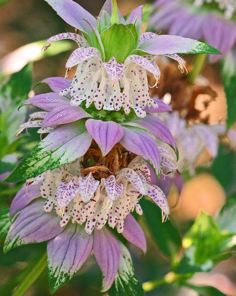 image_50c5665a-c118-41cd-a138-cd0018a4d637_1800x1800.webp