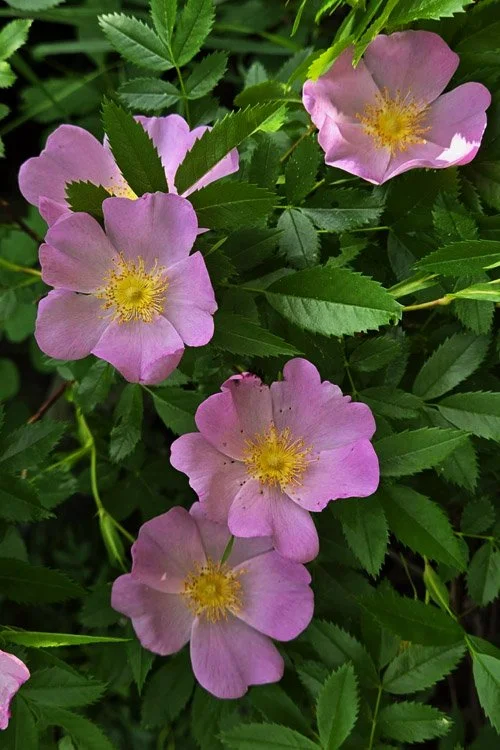 rosa-carolina-carolina-pasture-rose-5.jpg