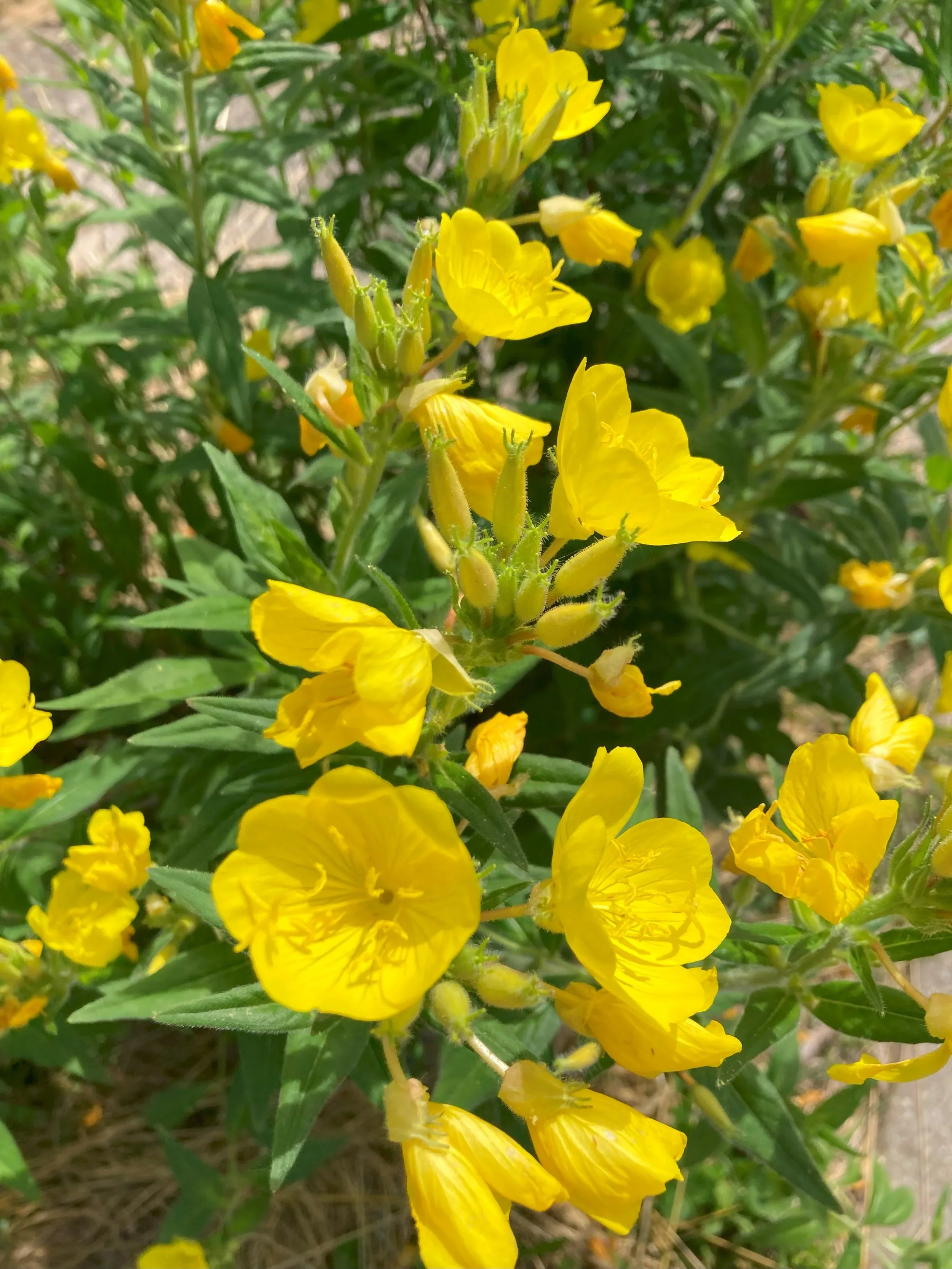 Prairie Sundrop