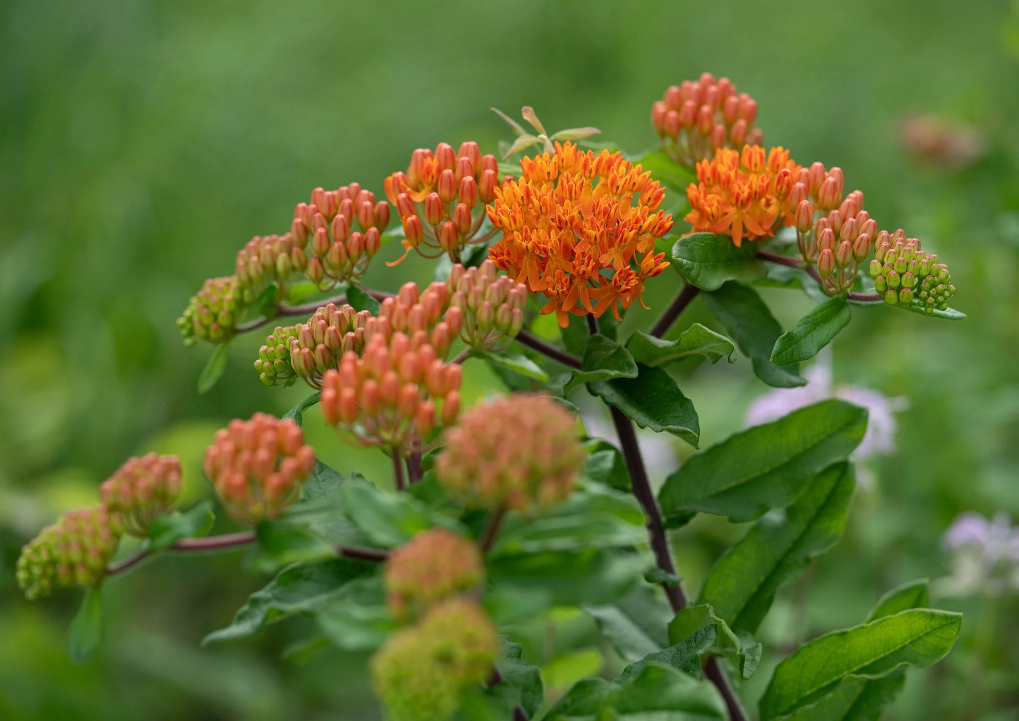 Butterfly Weed (Asclepias tuberosa)