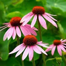 Coneflower, Purple (Echinacea purpurea)
