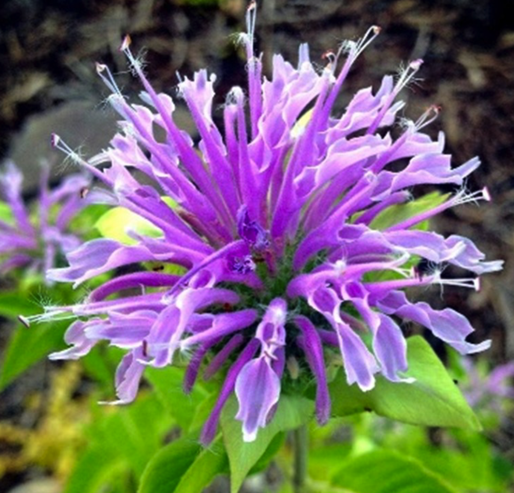 Wild Bergamot (Monarda fitulosa)