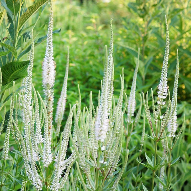 FVERVIR-A-Culvers-Root-Seeds.jpg