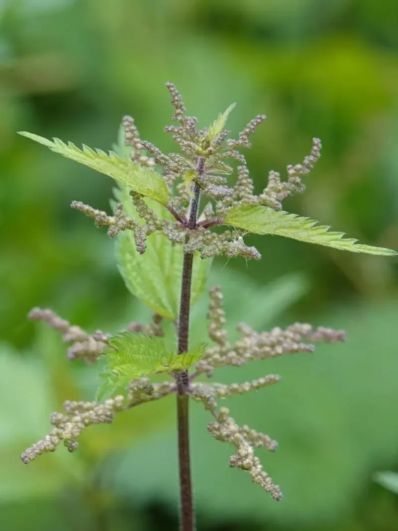 Nettle  (Urtica dioica)