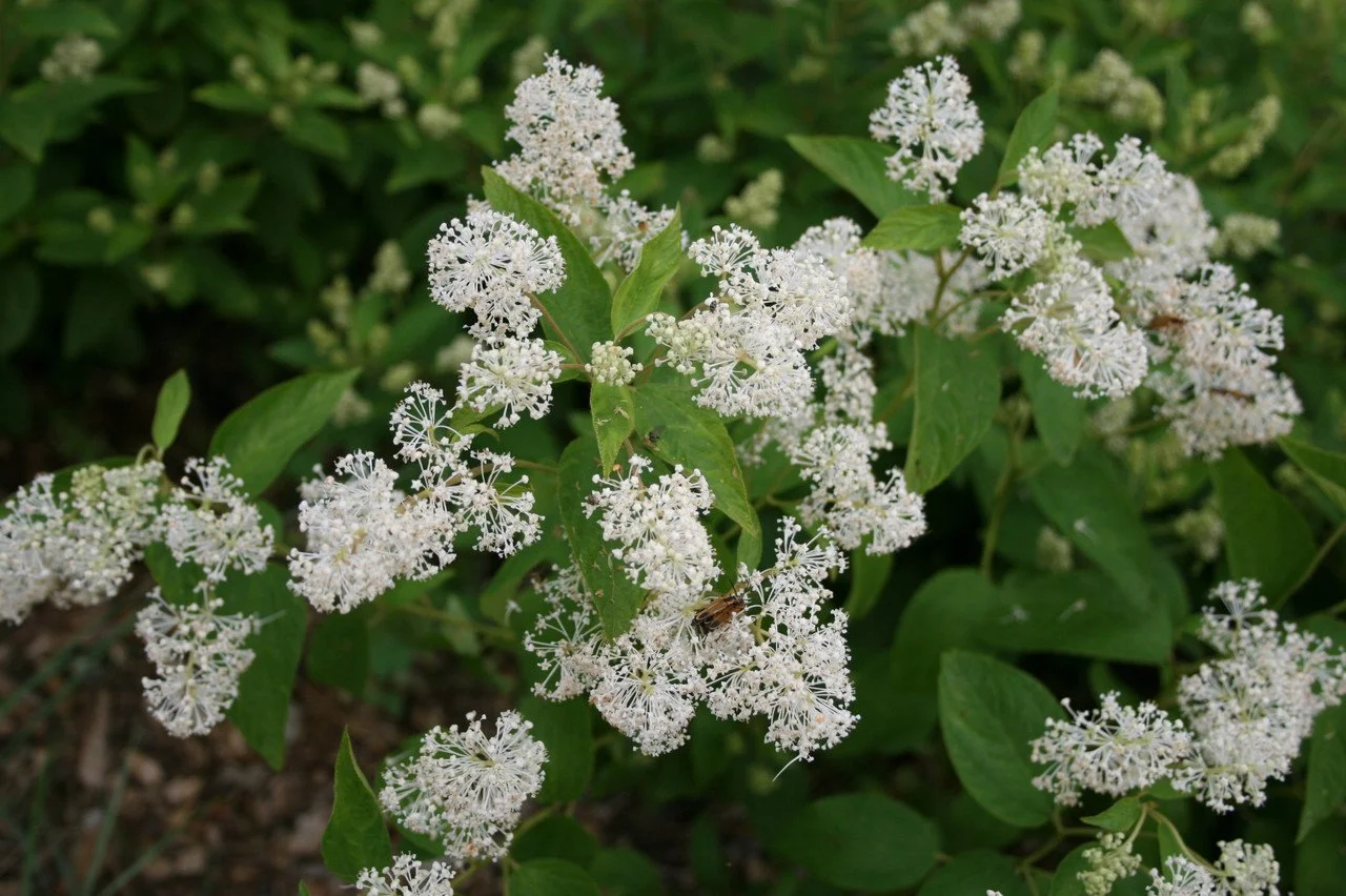 New Jersey Tea (Ceanothus americanus)