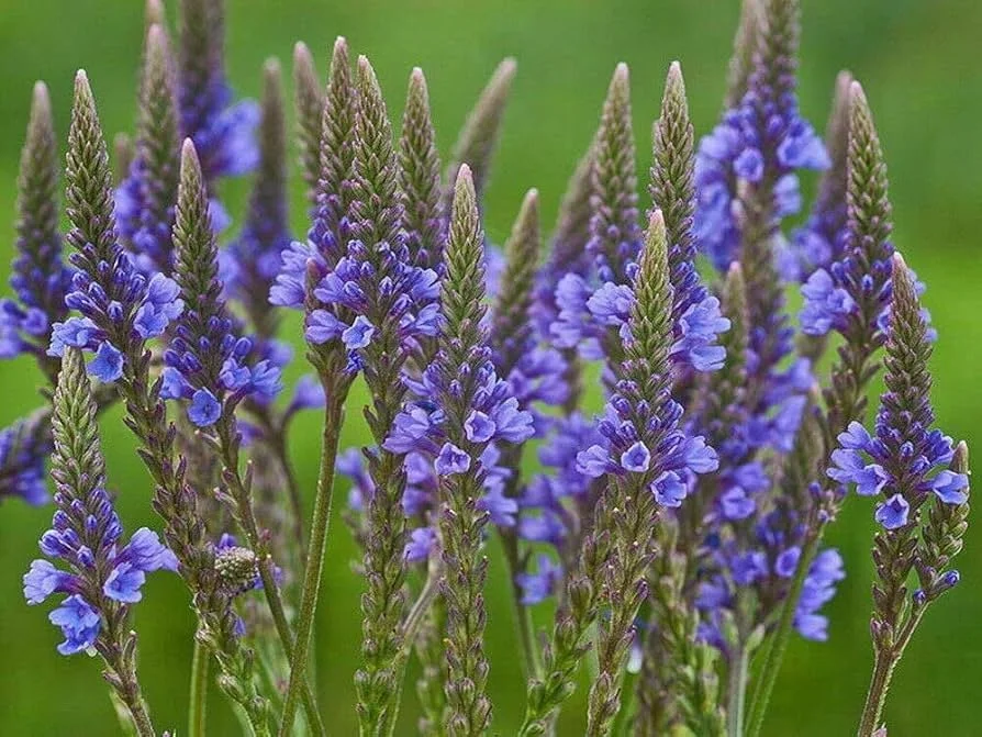 Blue Vervain (Verbena Hastata)