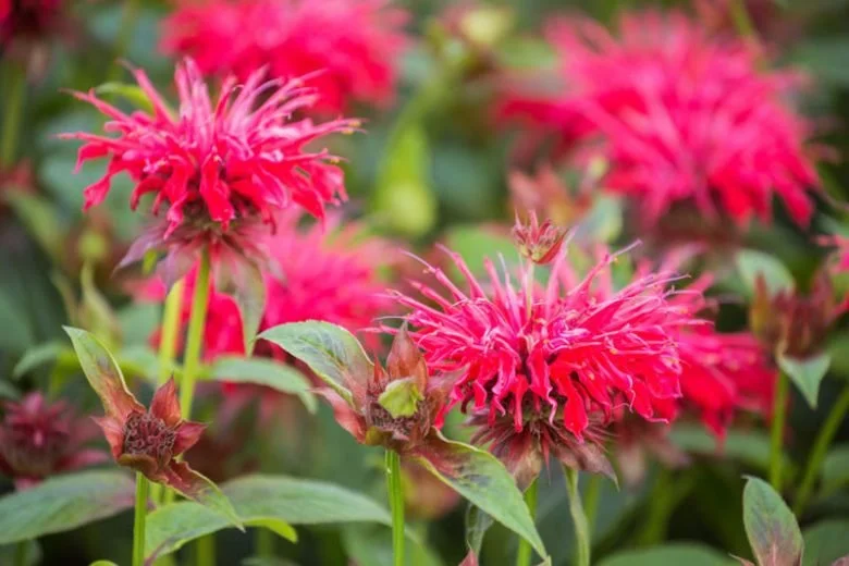 Native PA Bee Balm