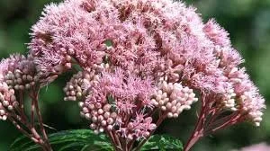 Sweet Joe Pye Weed (Eutrochium purpureum)