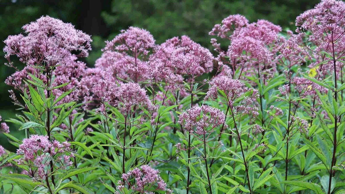 joe-pye-weed-shutterstock_2357211529.jpg