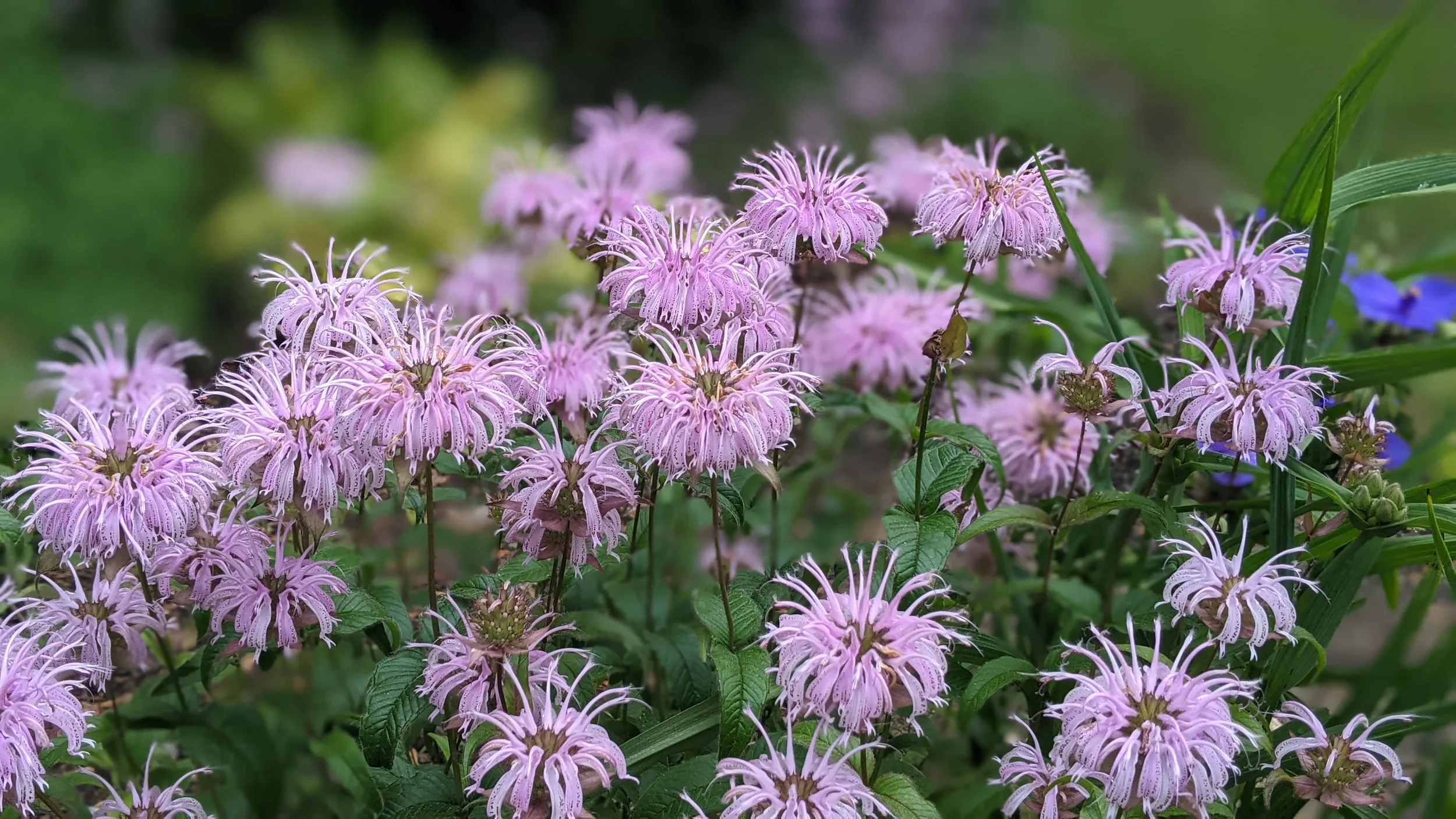 Wild Bergamot (Monardus fistulosa)
